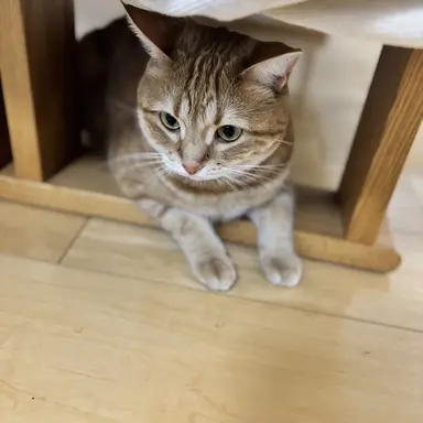 Profile image of たまみ