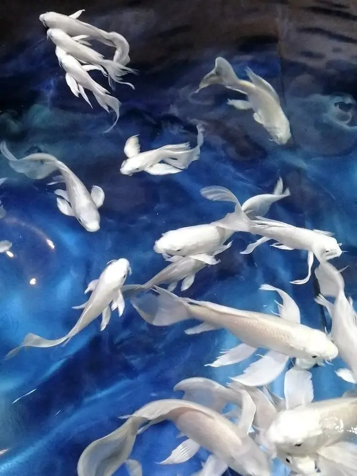 approximately의 沈海冥