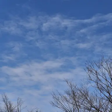 Profile image of 레오네 아바키오