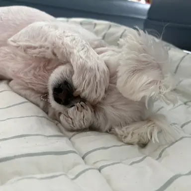 Profile image of 만두