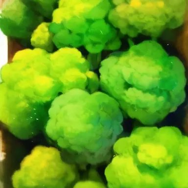 Profile image of 꾸몽