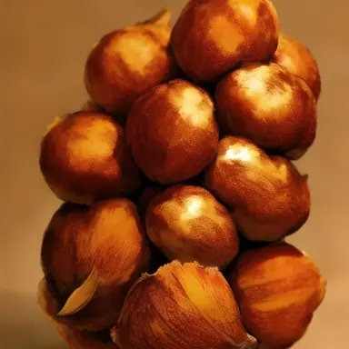 Profile image of 밤톨