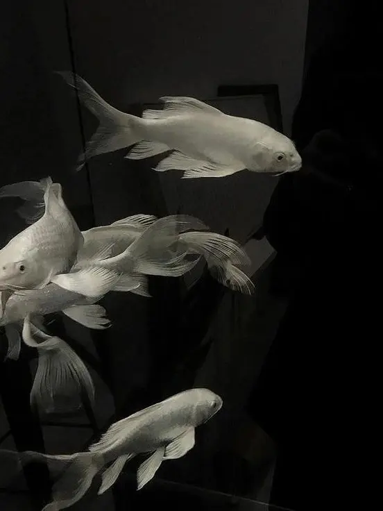 snvcx의 tueur à gages