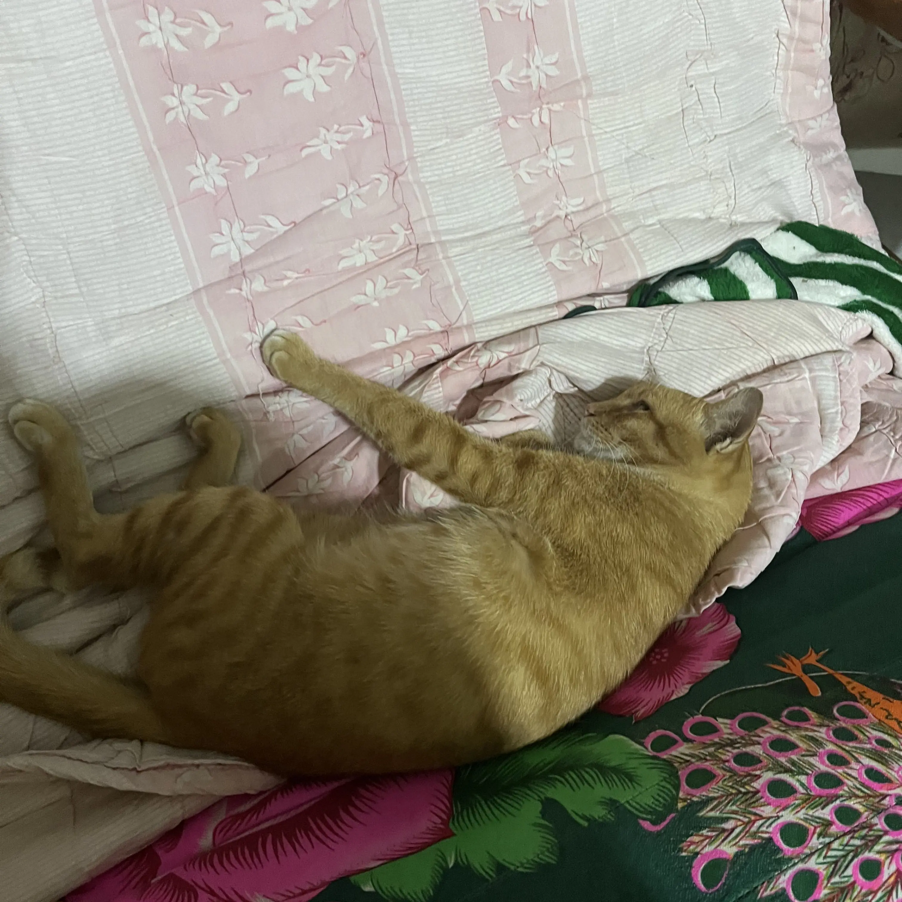 CleverGravy2740의 여름방학에 치즈고양이를 만난 유저