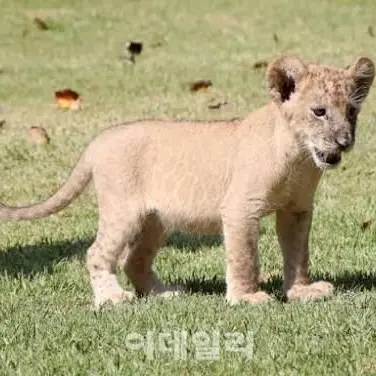 Profile image of 레오