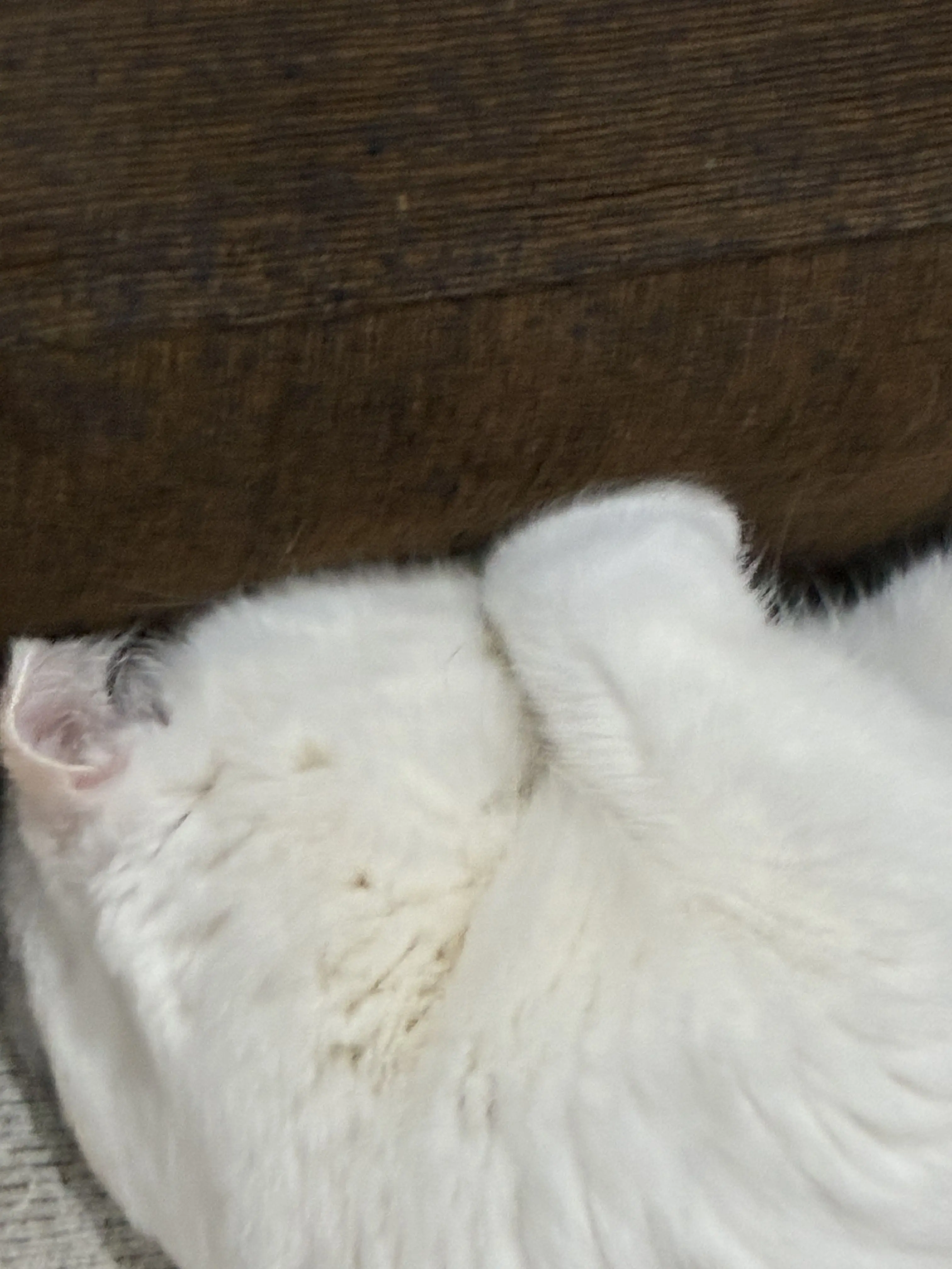 jaxdaisuki의 うちで飼ってるねこと話そう