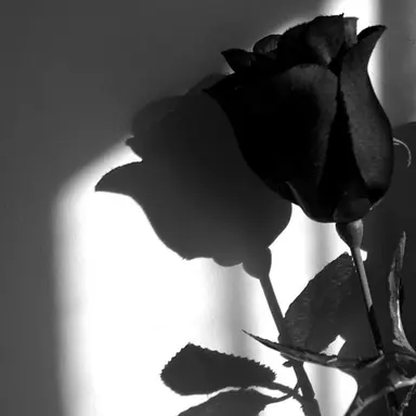 Profile image of 아이자와 쇼타