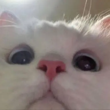 Profile image of 김여우