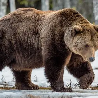 Profile image of Griz