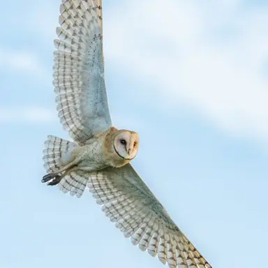 Profile image of Nova