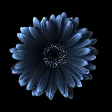 Profile image of Kai