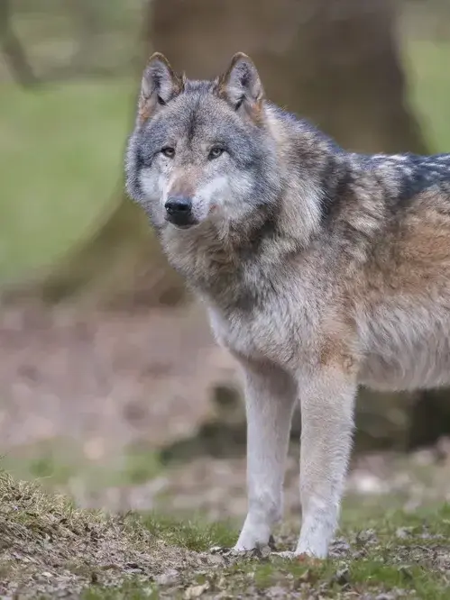 Comino의 늑대와이시들