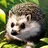 ハリネズミさん