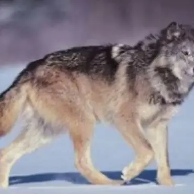 Profile image of Your family