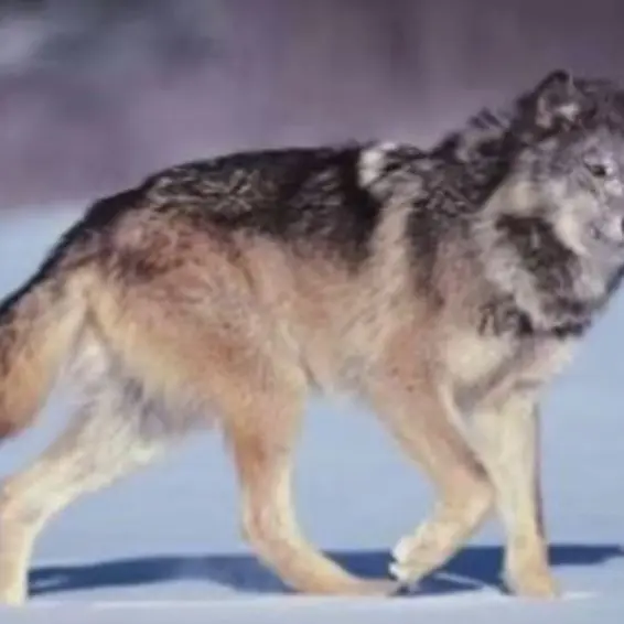 Hazbinhotelfan1632의 Family<3