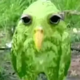 Profile image of 여우