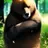 불곰