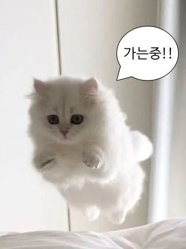 SleazyNylon9239의 王子