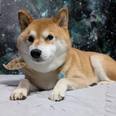 Profile image of スティーブ