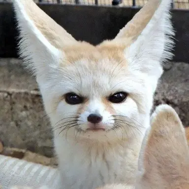 Profile image of 양정인