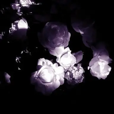 Profile image of PURPLE