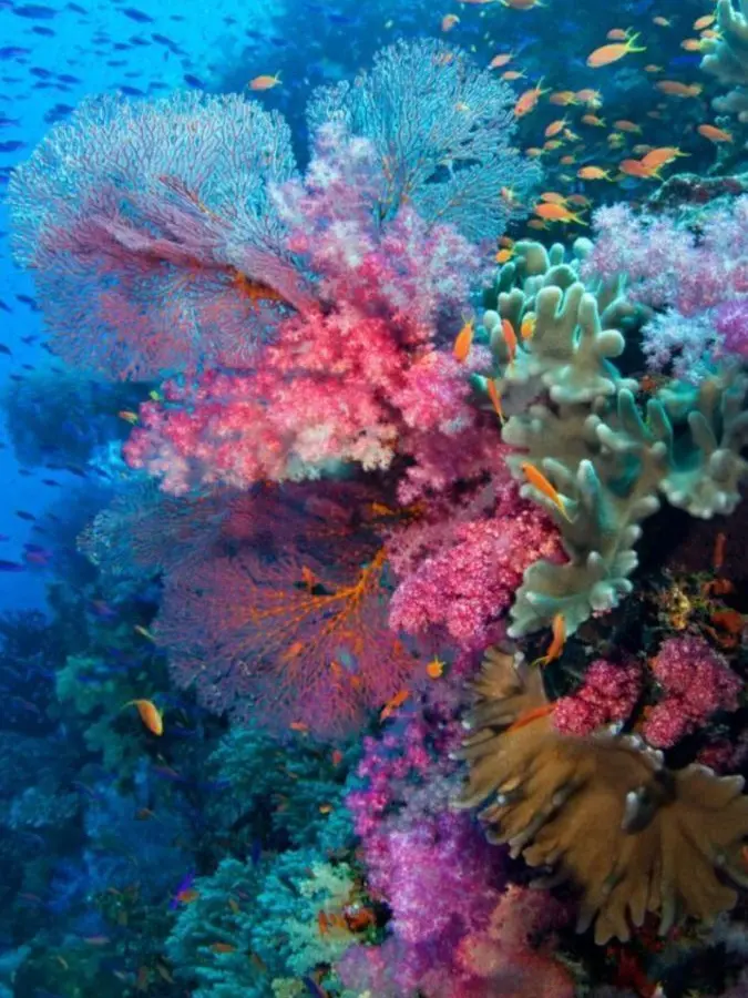 Imnotblyat의 리안