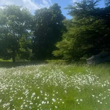 Profile image of 파이브