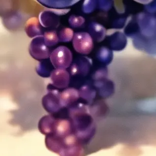 Profile image of 유성