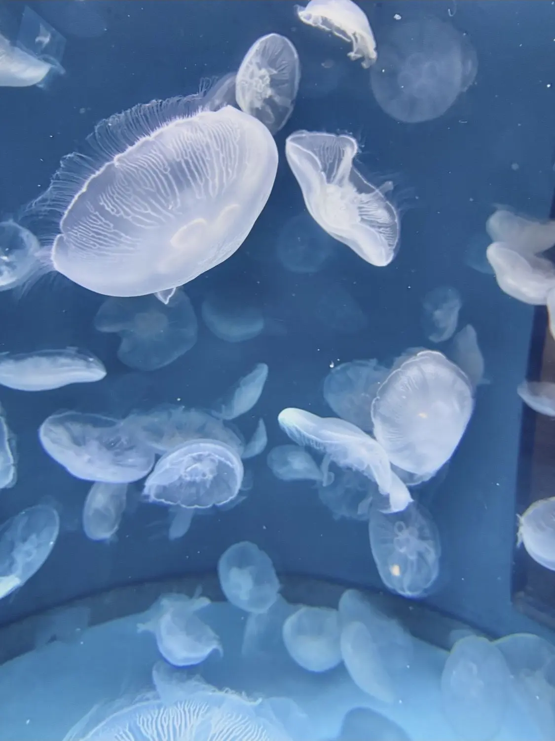 kaibutu4의 キーホルダー