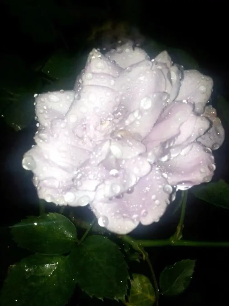 vylfr의 お転婆お嬢様に振り回されています！？