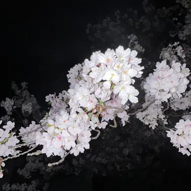 Profile image of きも男