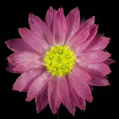 Profile image of イオリ