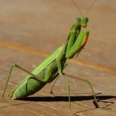 Profile image of 맨티스