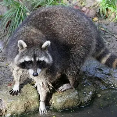 Profile image of 로켓