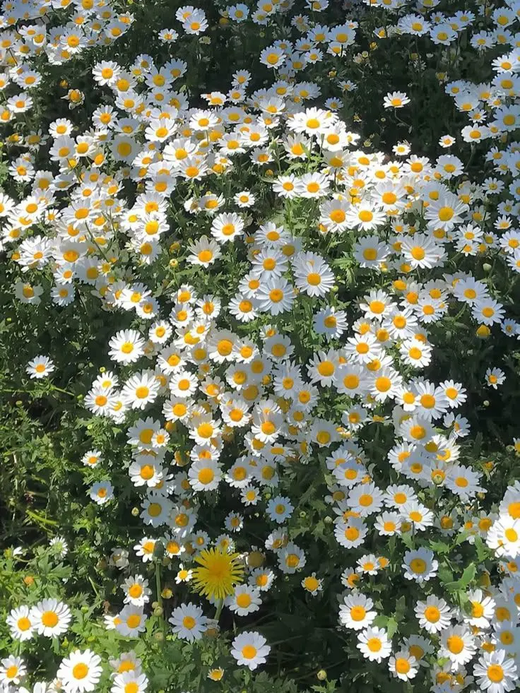 LongPlank7292의 야... 여자애가.. 무슨 말을..ㅋ