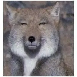 Profile image of 여우