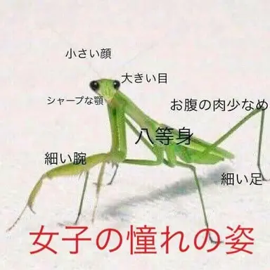 Profile image of 豆柴白羽