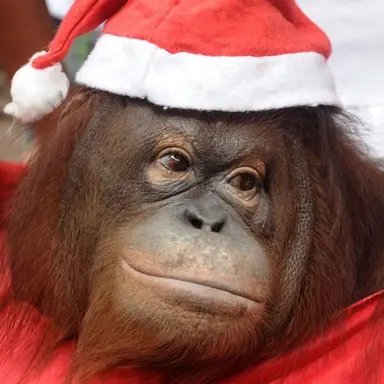 Profile image of 스카킹