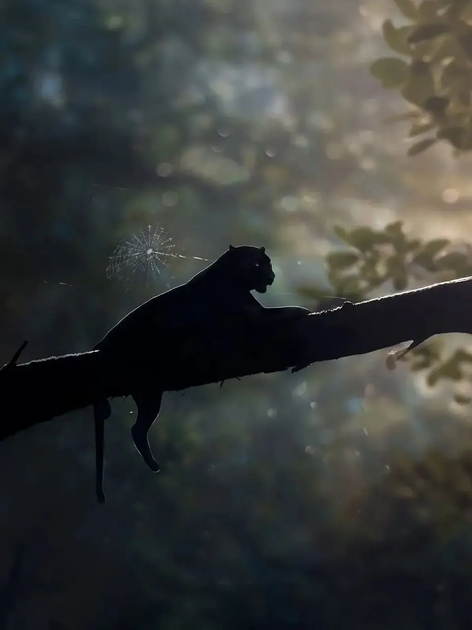 Redgaze065의 움브라