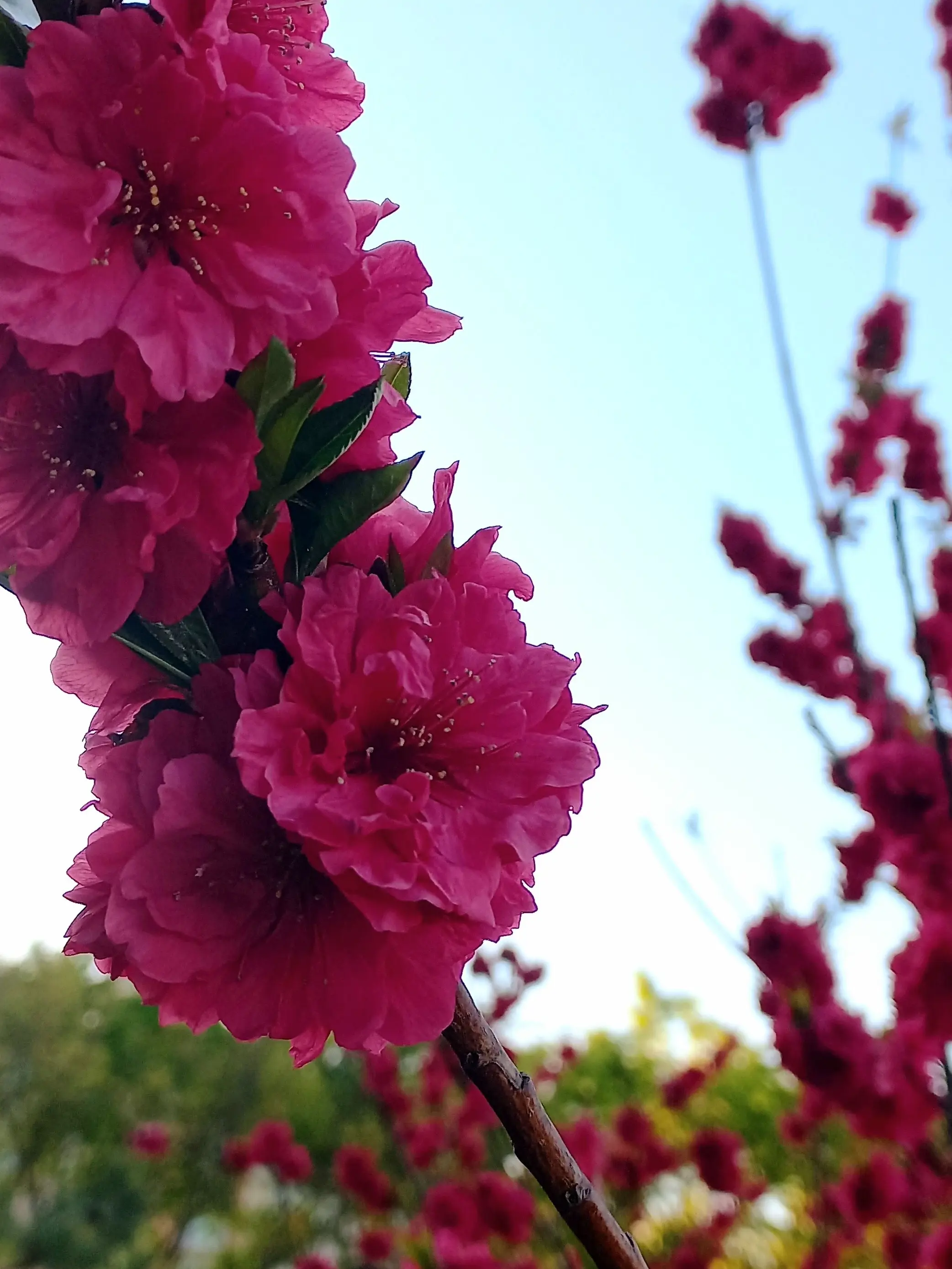 AbsurdPot8245의 稲川会