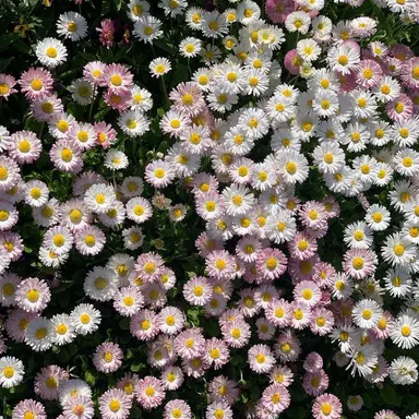 Profile image of user