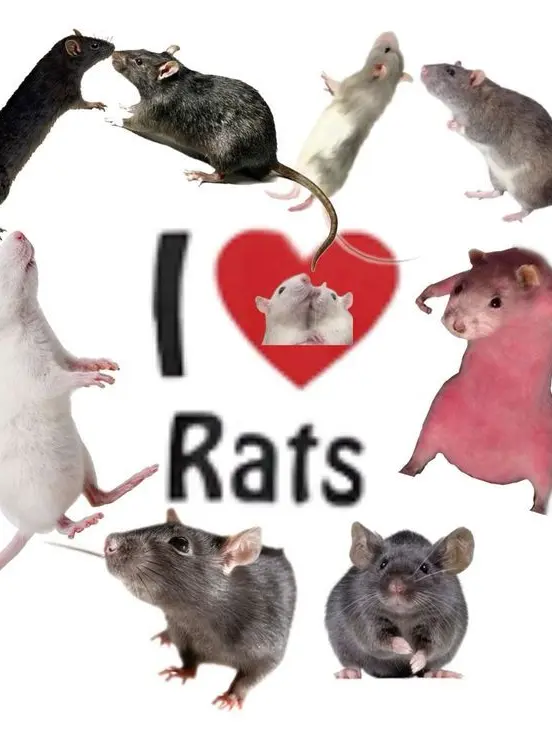 PoorViola9138의 시궁쥐