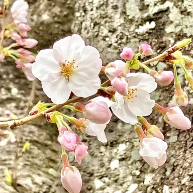 Profile image of 雄英高校の先生