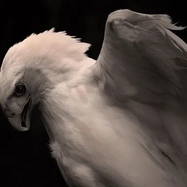 Profile image of Zeus