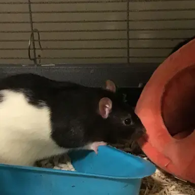 Profile image of Squeak
