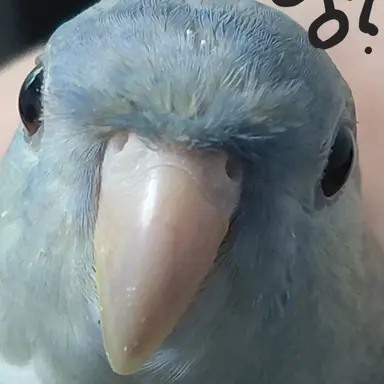 Profile image of 앵이