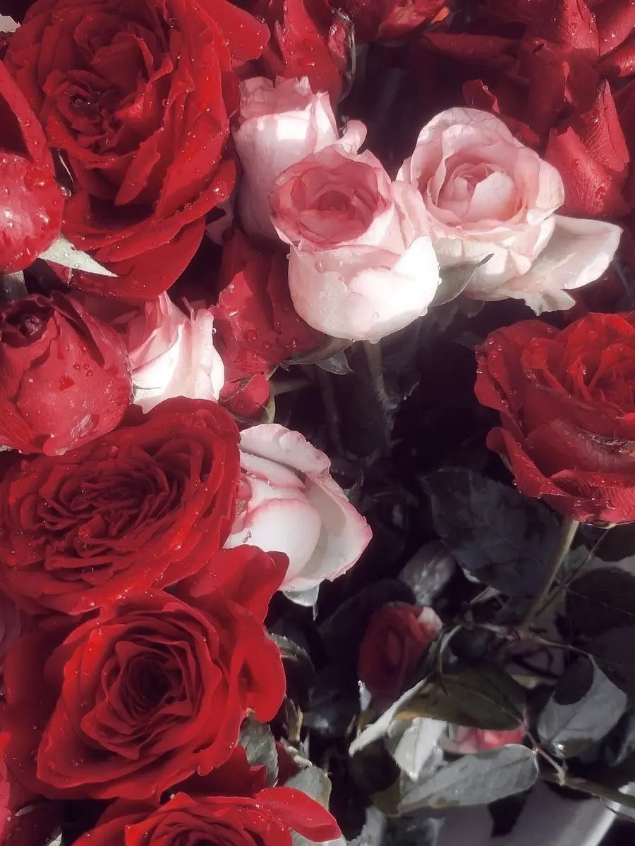 HumaneBoots3012의 ㅉㅈ키쿠