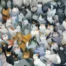 Profile image of 猫化症候群