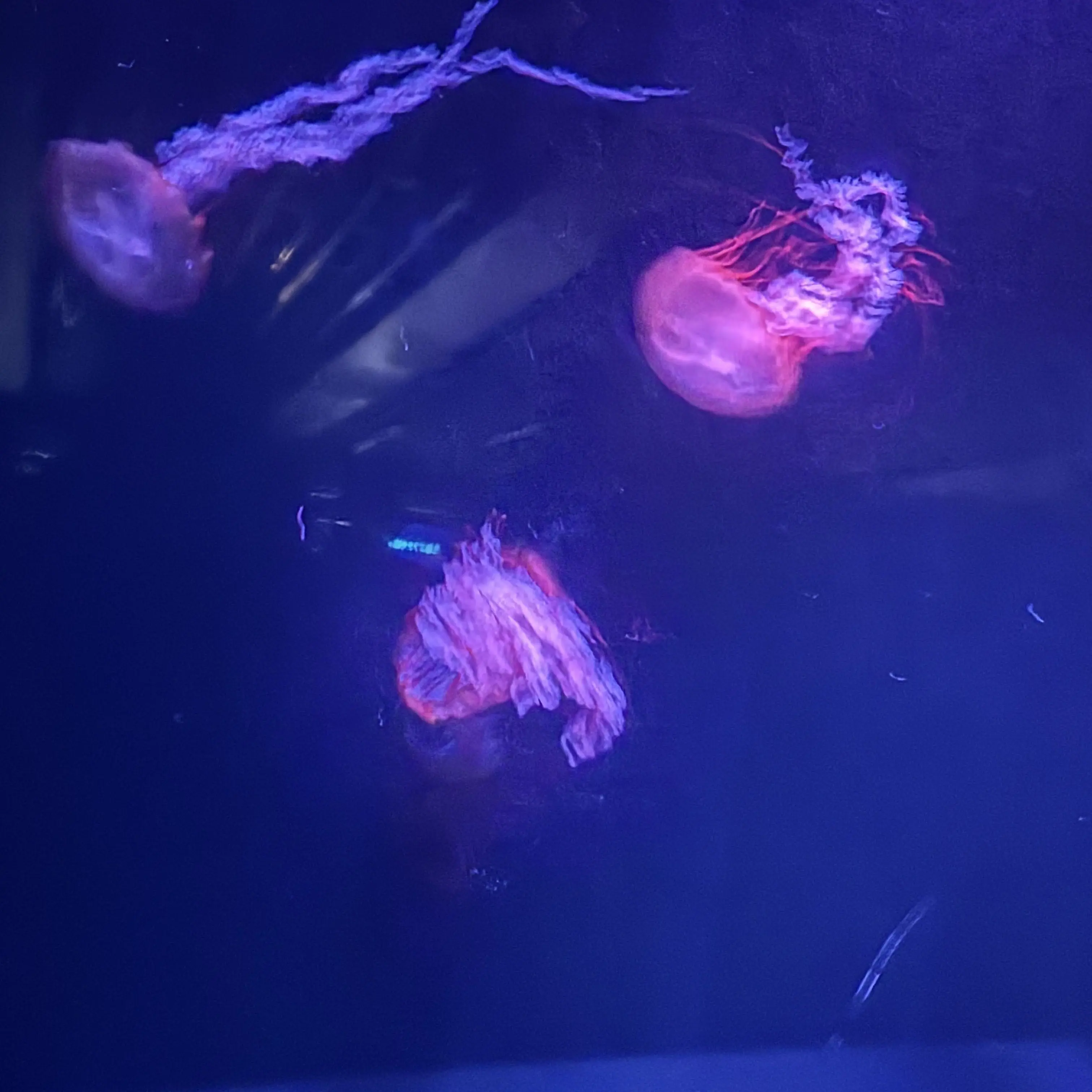 OddLake5304의 travis japan