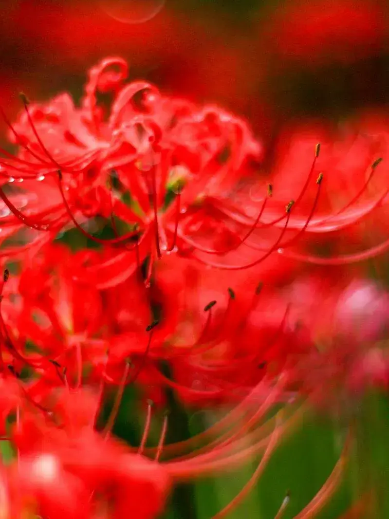 kuronekodaisuki의 ちょ！今配信中ー！！